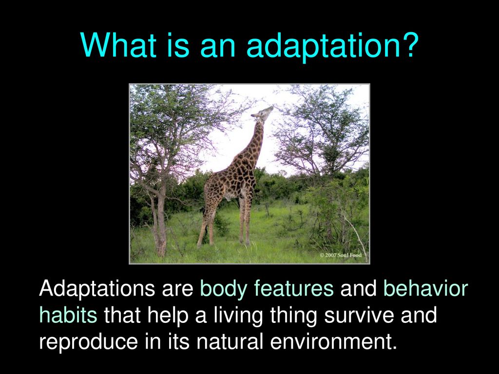 What is an adaptation.