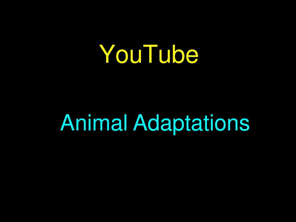 YouTube Animal Adaptations