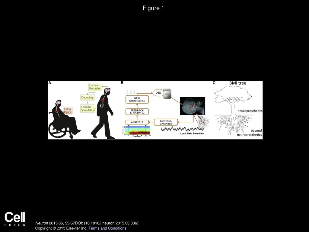 Brain Machine Interfaces Beyond Neuroprosthetics Ppt Download