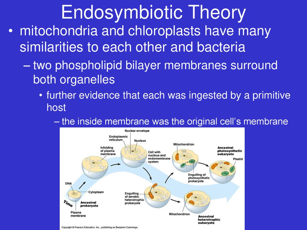 Endosymbiotic Theory mitochondria and chloroplasts have many similarities to each other and bacteria.