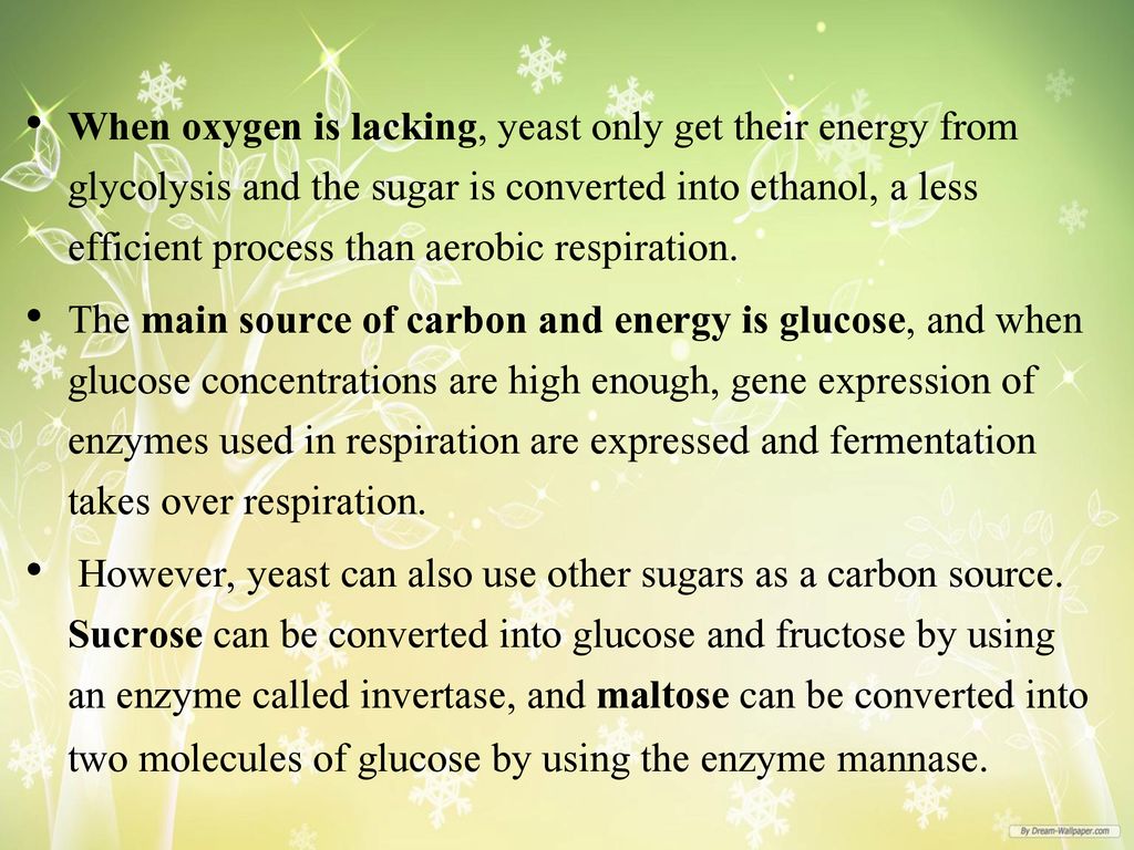 When oxygen is lacking, yeast only get their energy from glycolysis and the sugar is converted into ethanol, a less efficient process than aerobic respiration.
