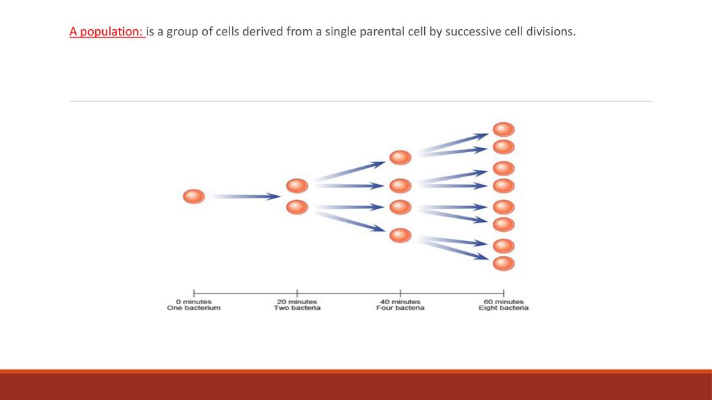 A population: is a group of cells derived from a single parental cell by successive cell divisions.