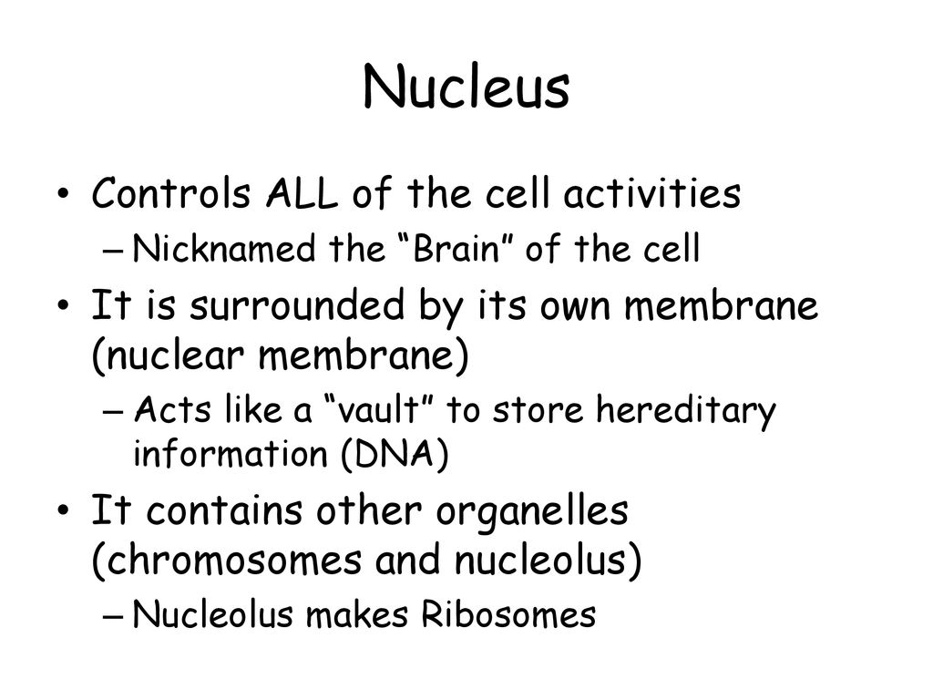 Nucleus Controls ALL of the cell activities