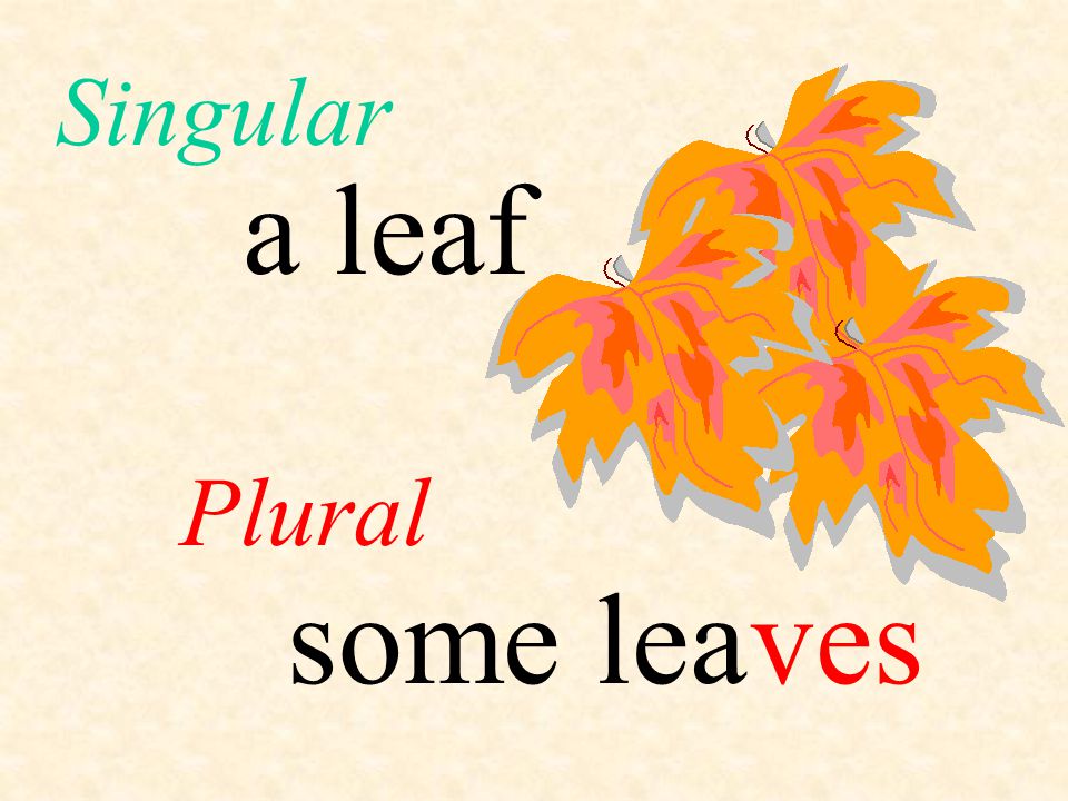 Singular a leaf Plural some lea ves