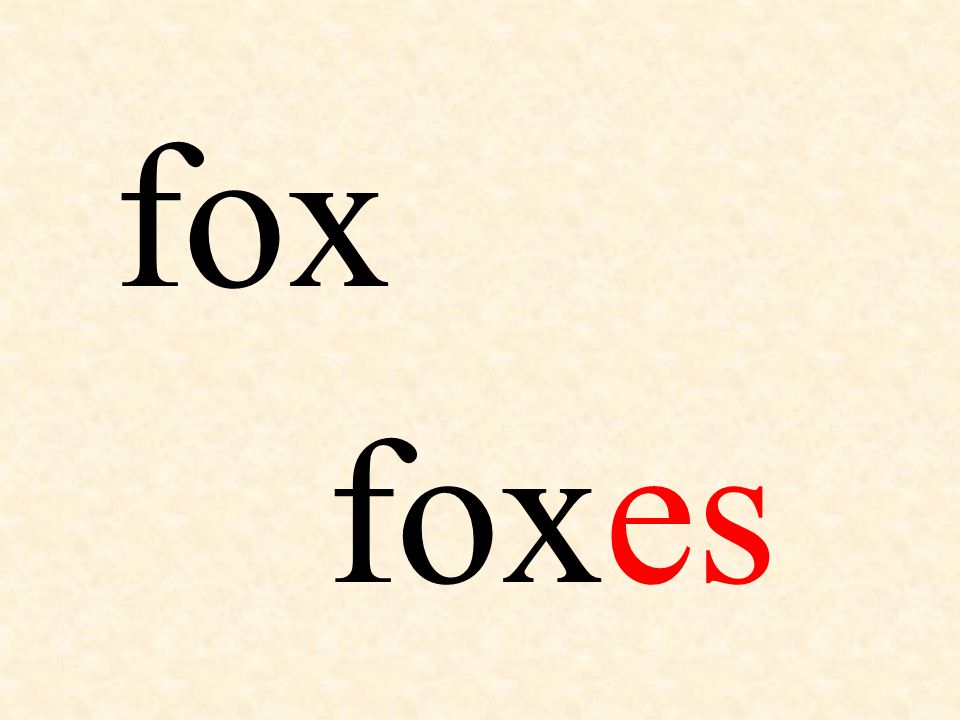 fox foxes