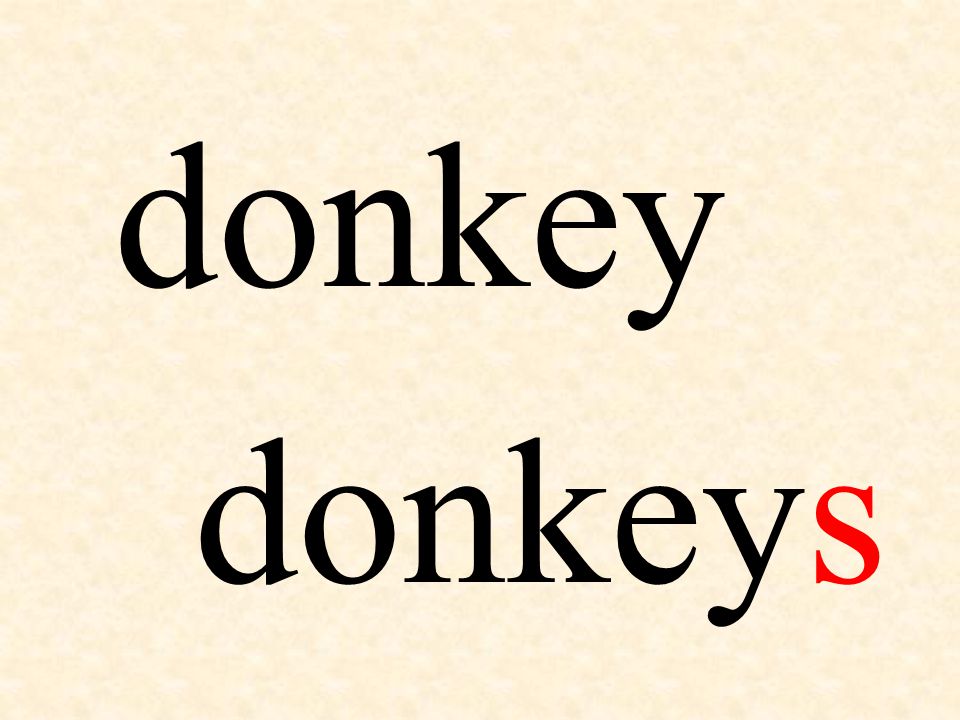 donkey donkeys