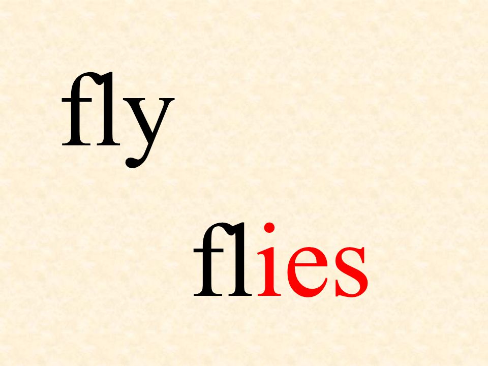fly flies