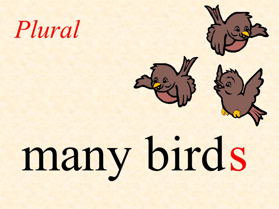 Plural many bird s
