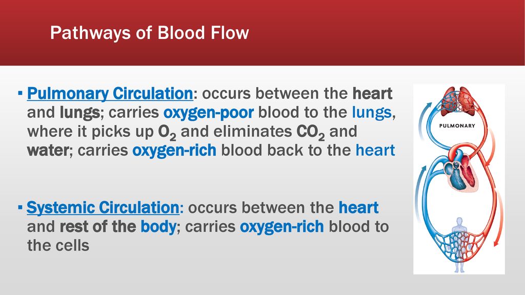 Pathways of Blood Flow