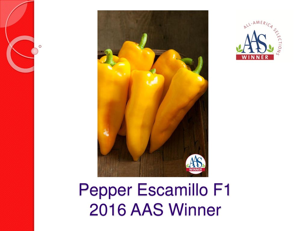 The Escamillo Pepper Aas Winner Profile Taste Container Perfect The Proof Is In The Plant Youtube