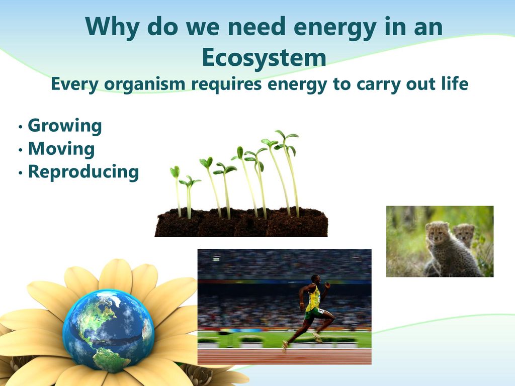 Energy flow part 1 ppt download