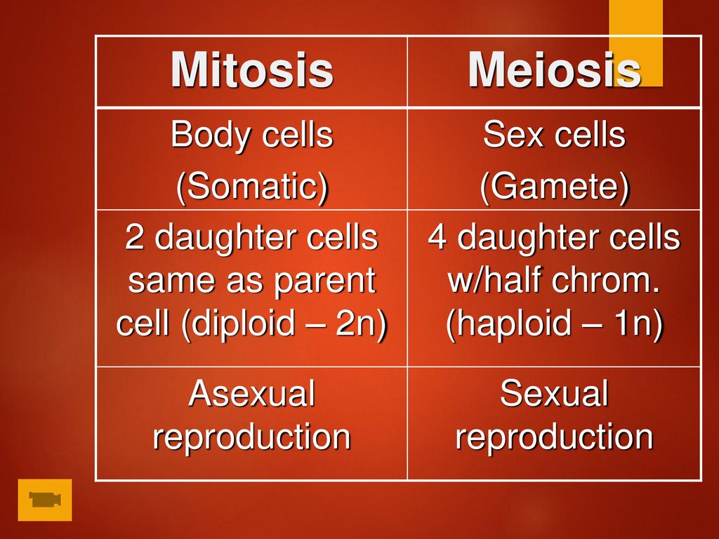 Meiosis Making Gametes Ppt Download