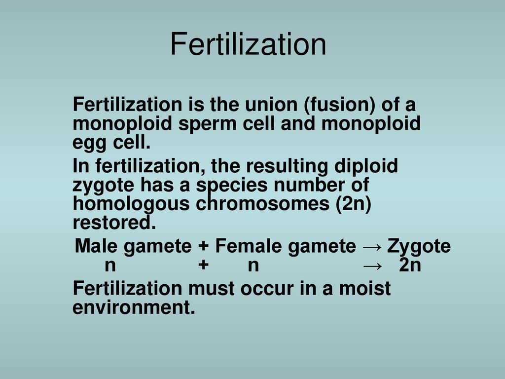 Male gamete + Female gamete → Zygote n + n → 2n