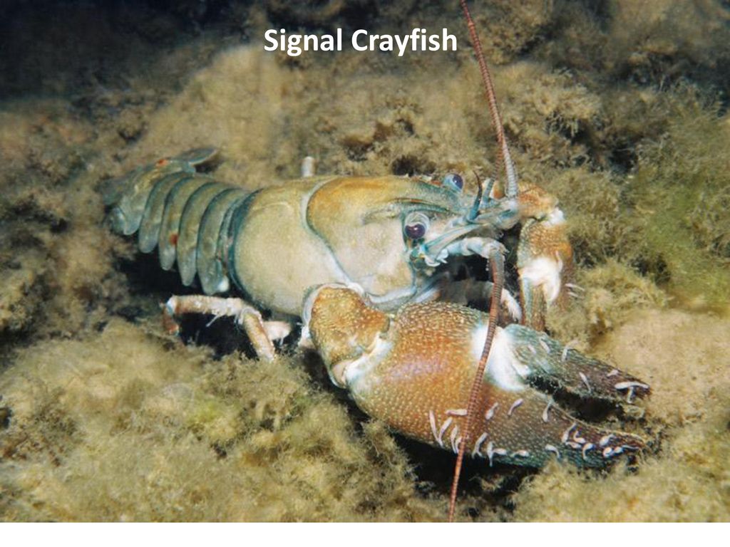 Crayfish + Freshwater Ecosystems - ppt download