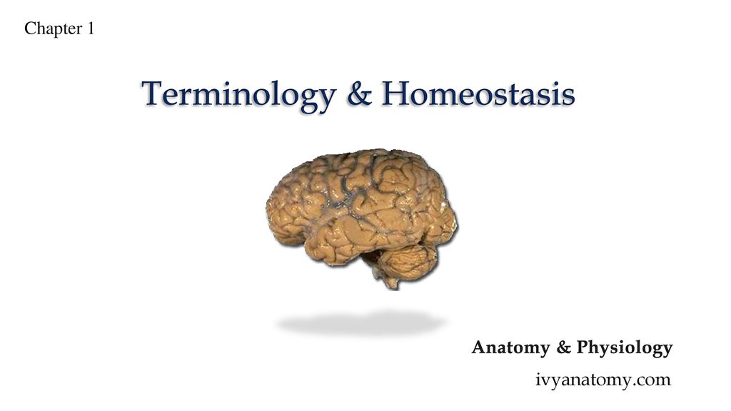 Terminology & Homeostasis