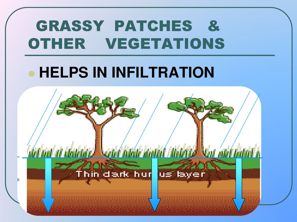 GRASSY PATCHES & OTHER VEGETATIONS