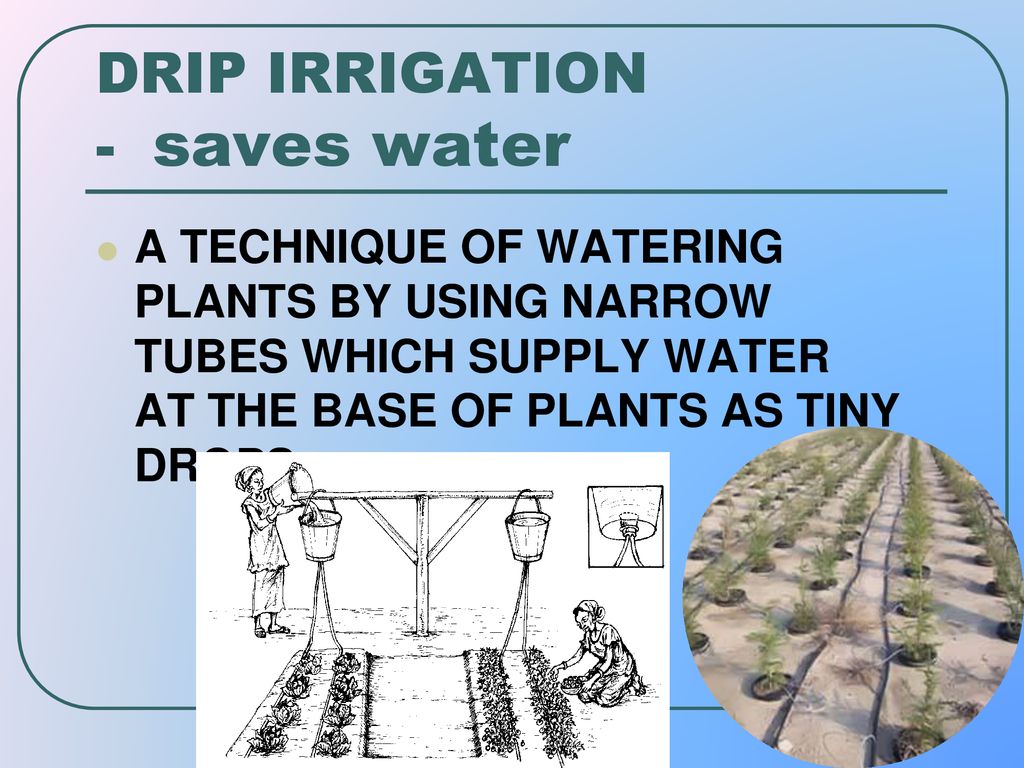 DRIP IRRIGATION - saves water