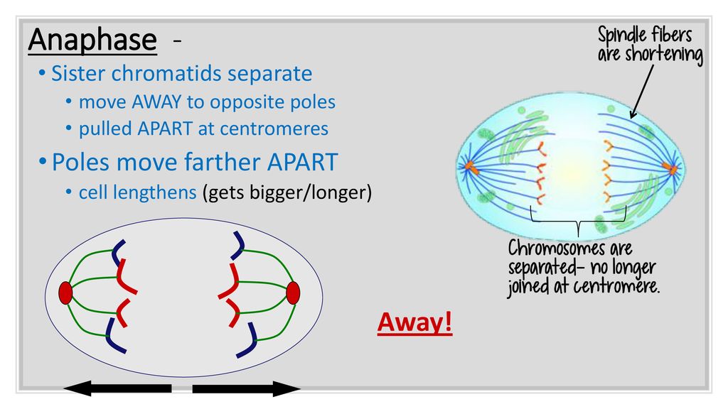 MITOSIS: EQ: How does Mitosis result in two genetically identical ... Biology Diagrams