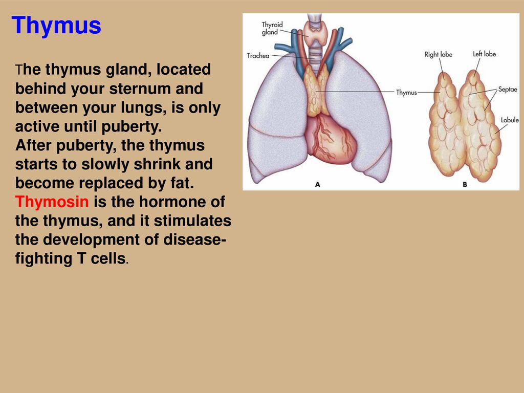 Lymphatic System. - ppt download