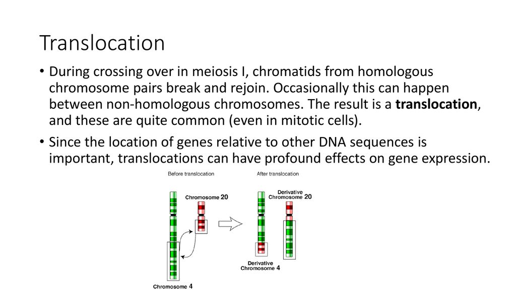 Meiotic Errors Chromosomal Mutations Ppt Download