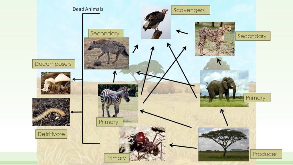 food-webs-and-ecosystem-ecology-ppt-download