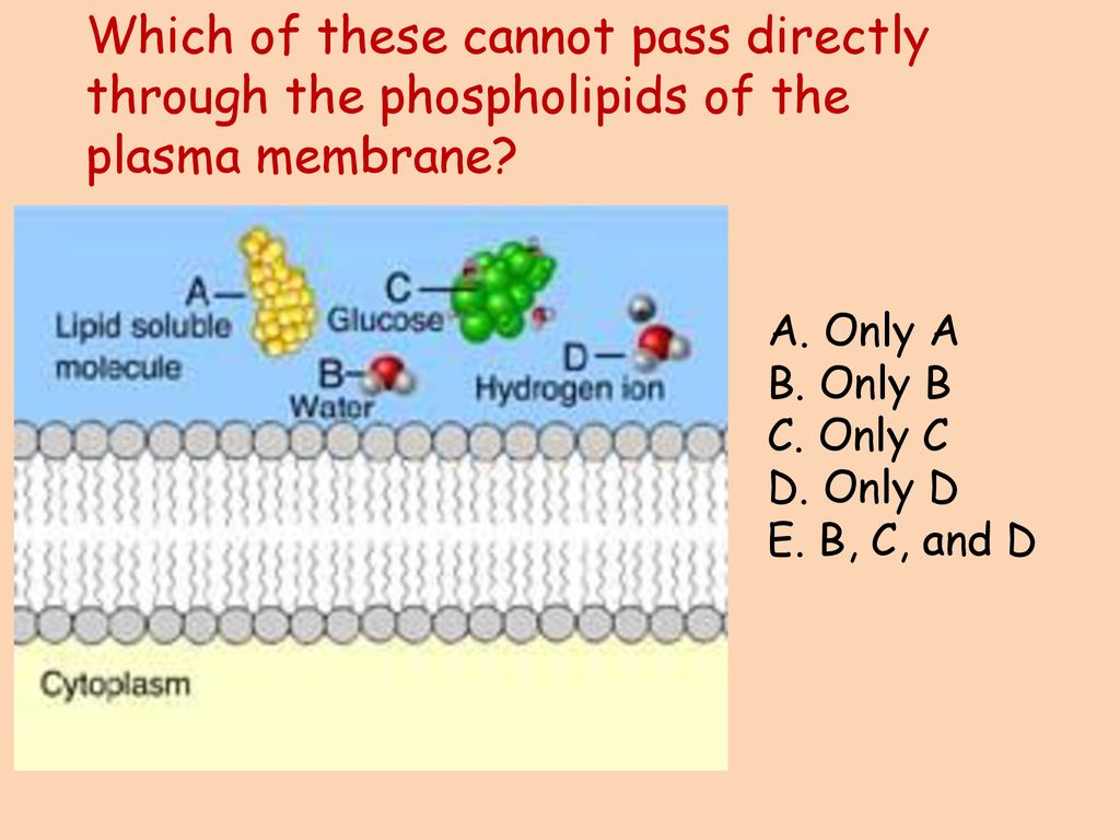 Cell membranes are gatekeepers ppt download