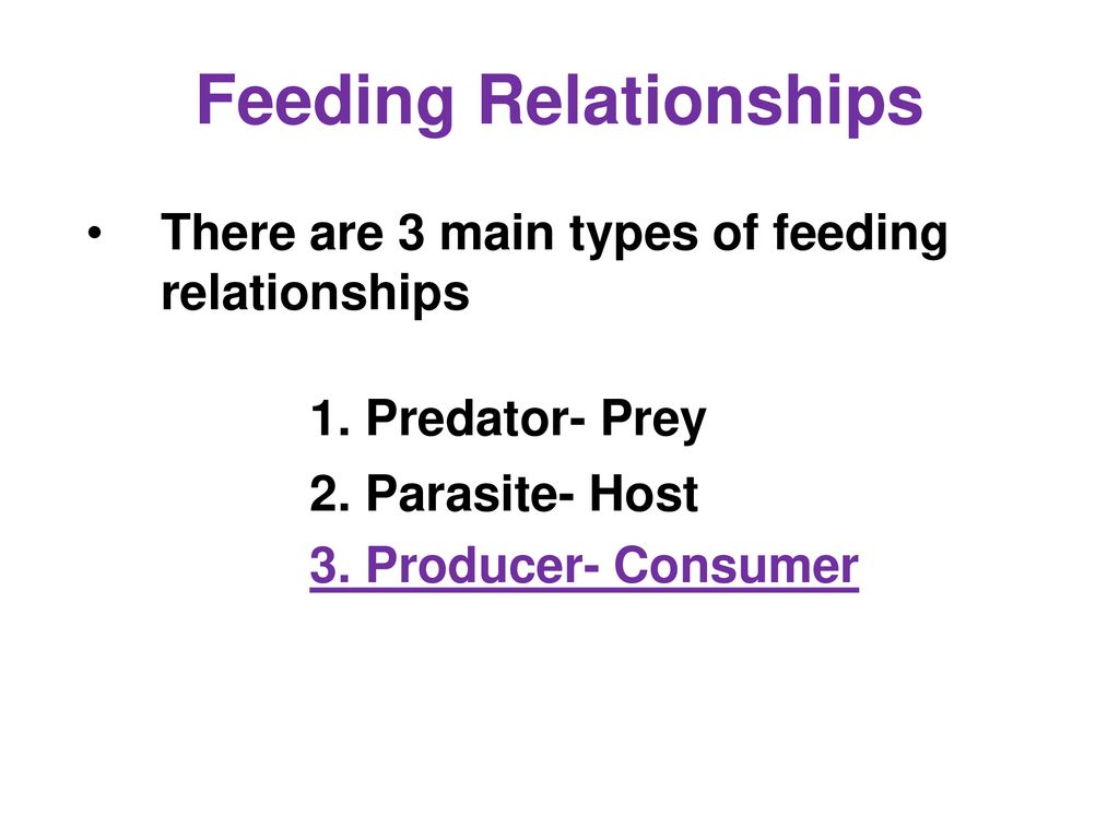 Predator Prey Lab Ms. Sarfati will assign groups of 3 or 4 - ppt download