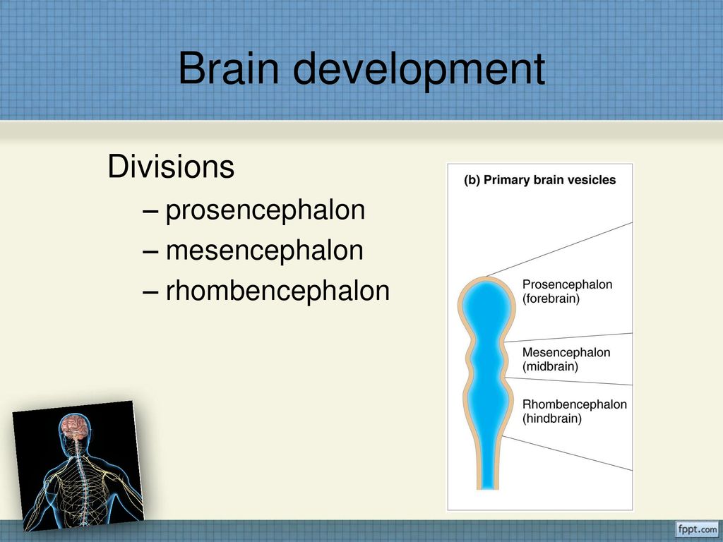 Brain development Divisions prosencephalon mesencephalon