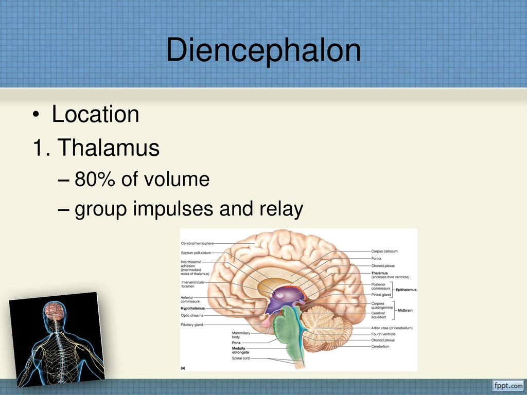 Diencephalon Location 1. Thalamus 80% of volume