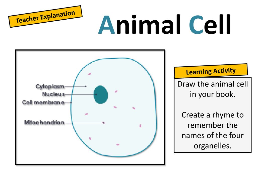 What's inside a cell? Developing: Identify the parts of animal and plant  cells. Secure: Describe the function of 5 organelles. Exceeding: Explain  the. - ppt download