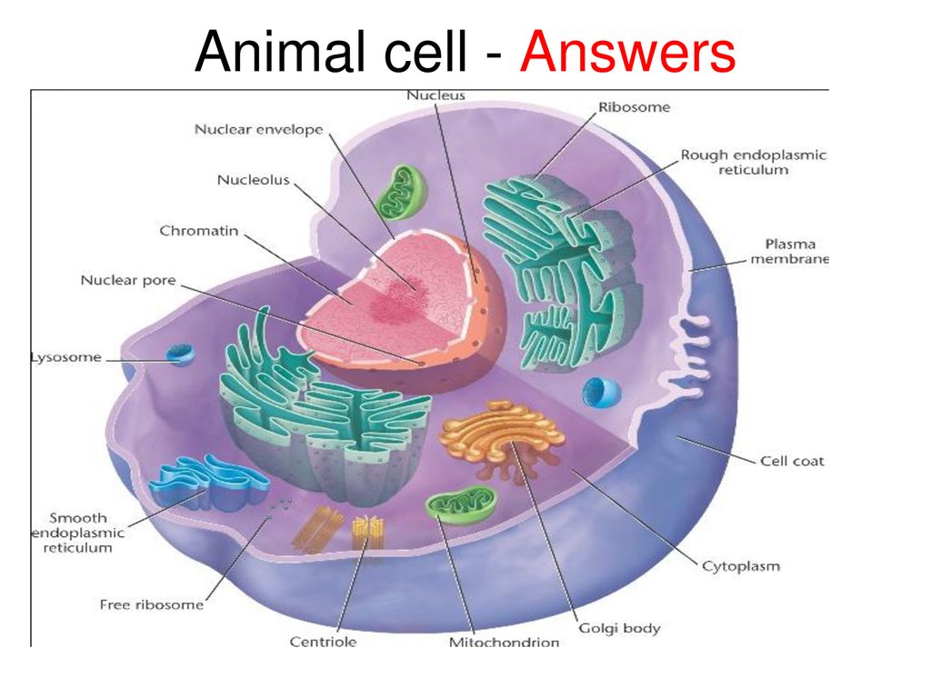 Animal and Animal Cells – Parts & Functions - ppt download