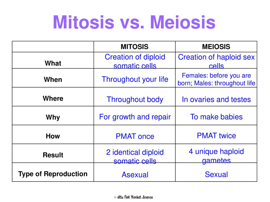 Our bodies have 2 types of cells: - ppt download