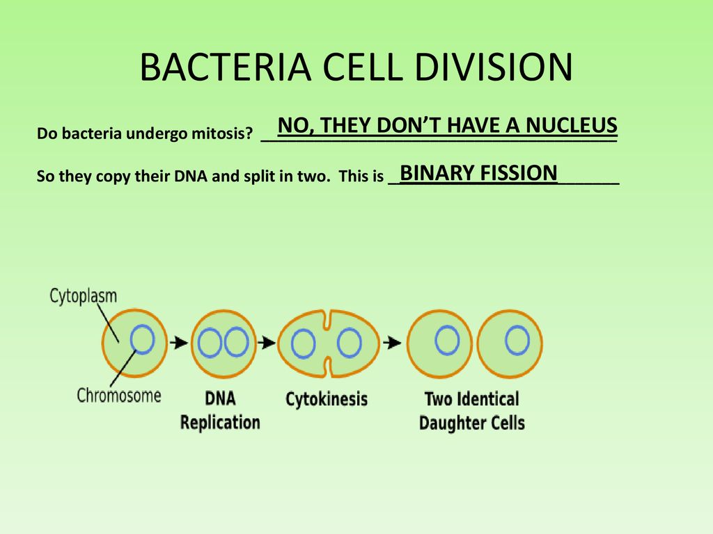 in bacterial cells binary fission involves __________