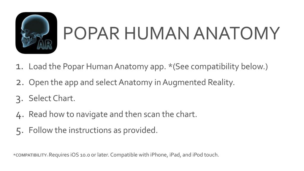 Popar Human Anatomy Chart