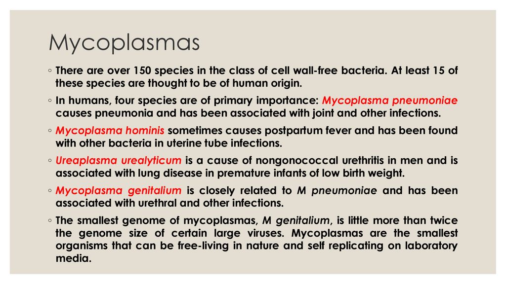 Mycoplasmas There are over 150 species in the class of cell wall-free bacteria. At least 15 of these species are thought to be of human origin.