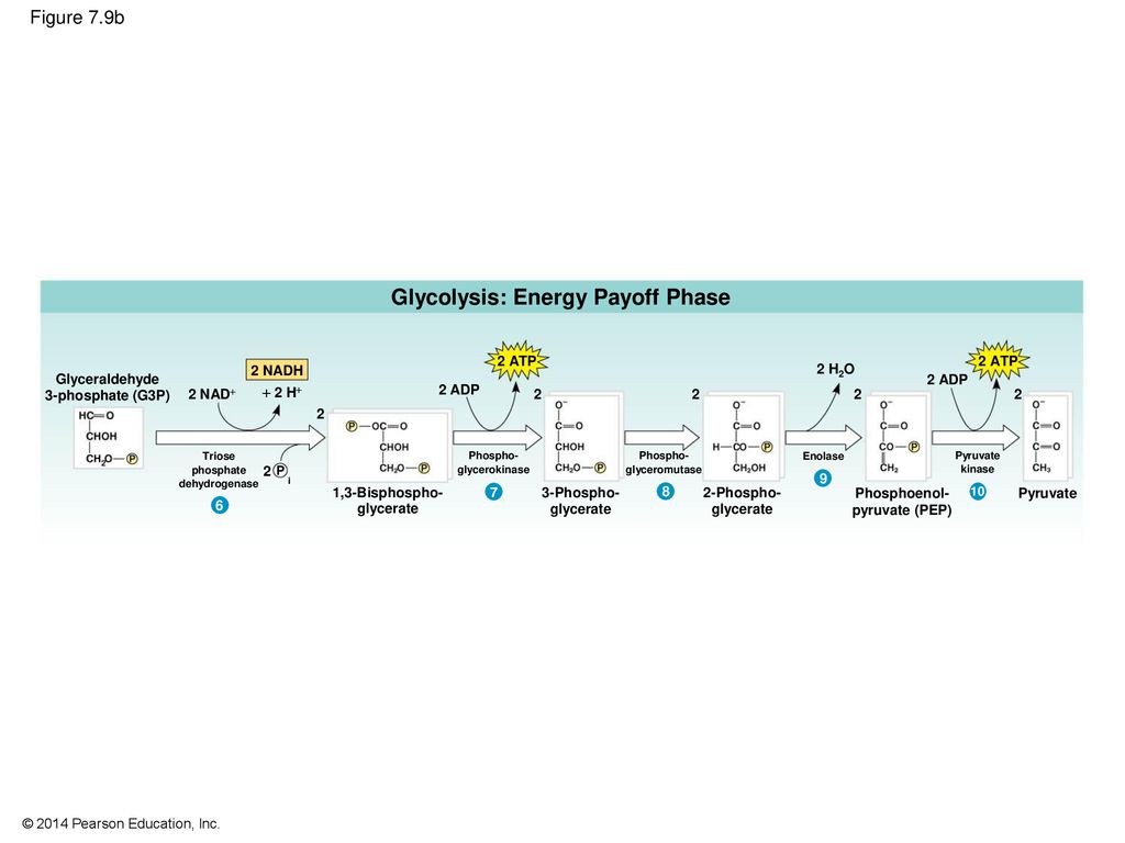 Cellular Respiration and Fermentation - ppt download