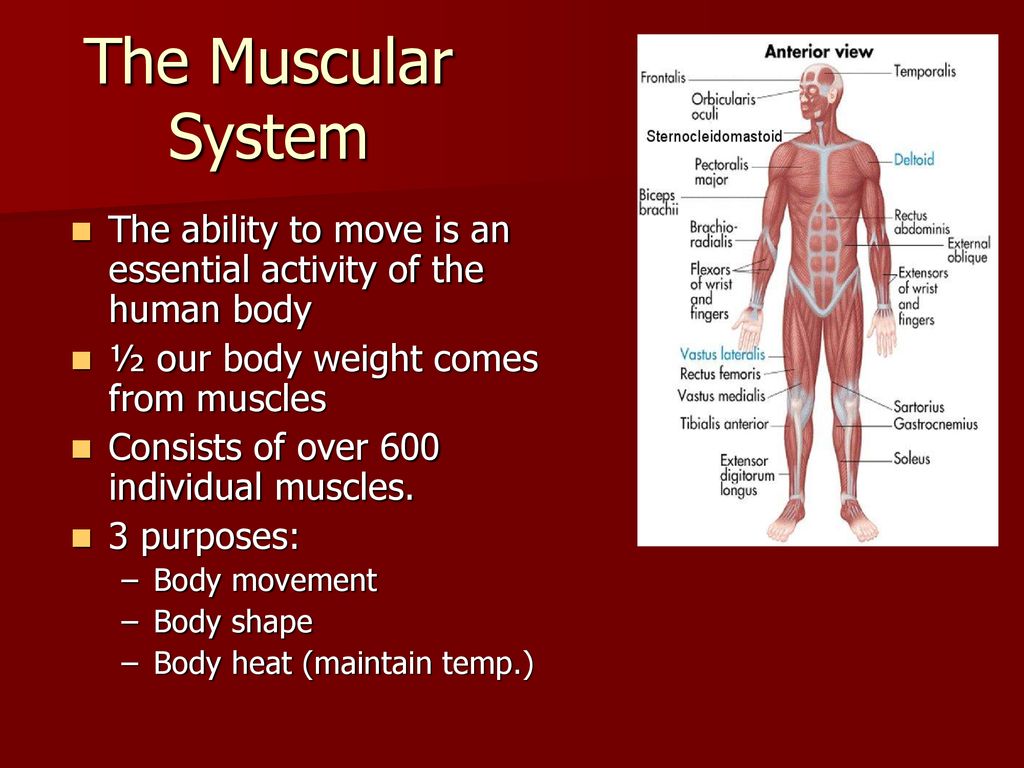 The Muscular System The Ability To Move Is An Essential Activity Of The the-muscular-system-the-ability-to-move-is-an-essential-activity-of-the