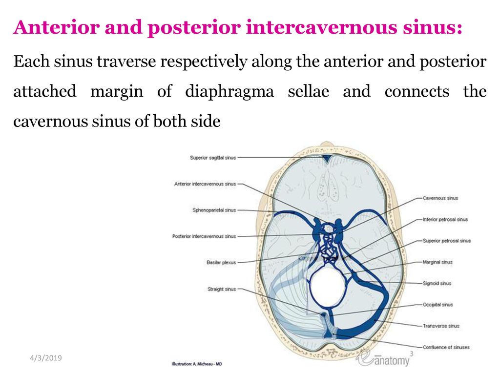 MENINGES AND DURAL VENOUS SINUSE - ppt download