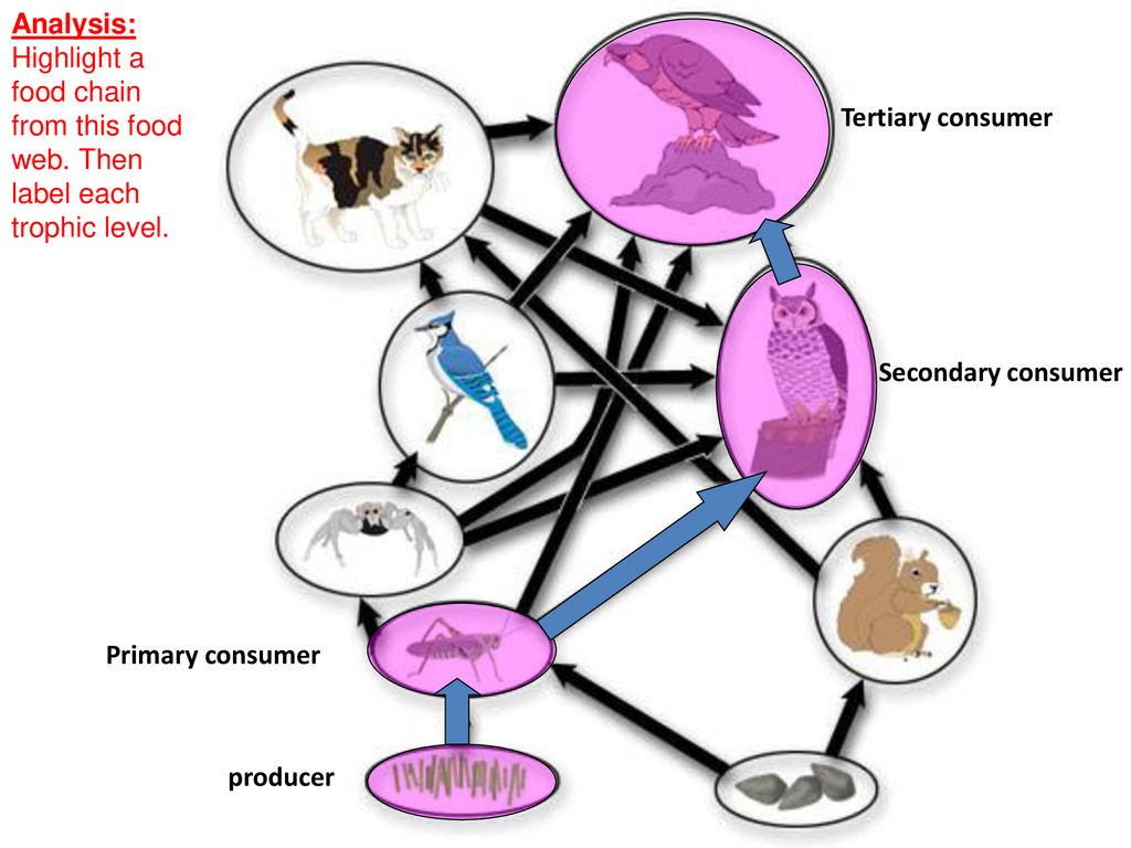 Energy and Ecology. Biology Diagrams