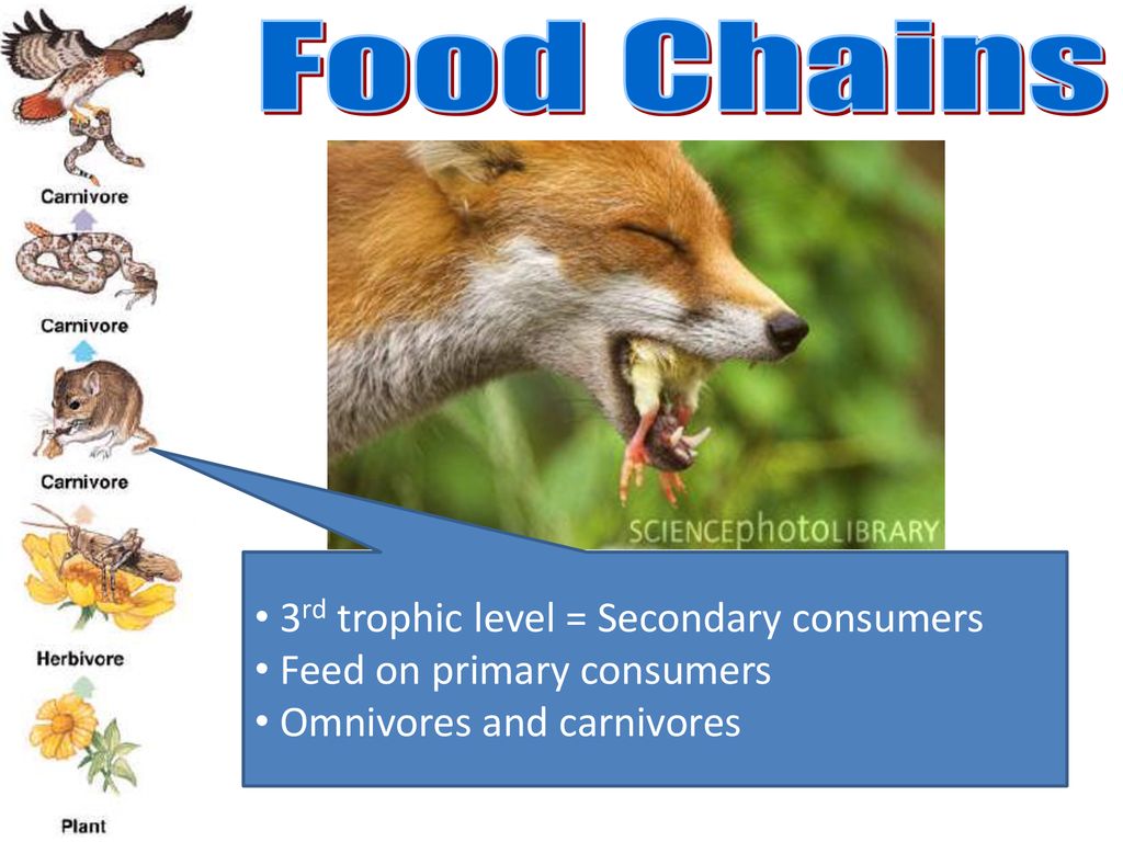 Energy and Ecology Biology Diagrams