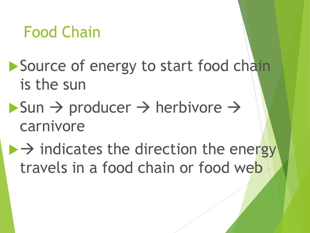Part 1 Food Chains Food Webs Biology Diagrams