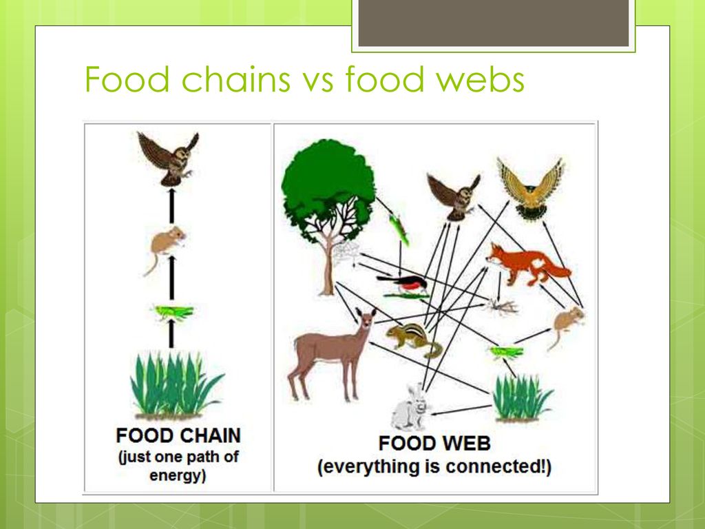 Chapter 4 – Plants and Animals Living Together - ppt download