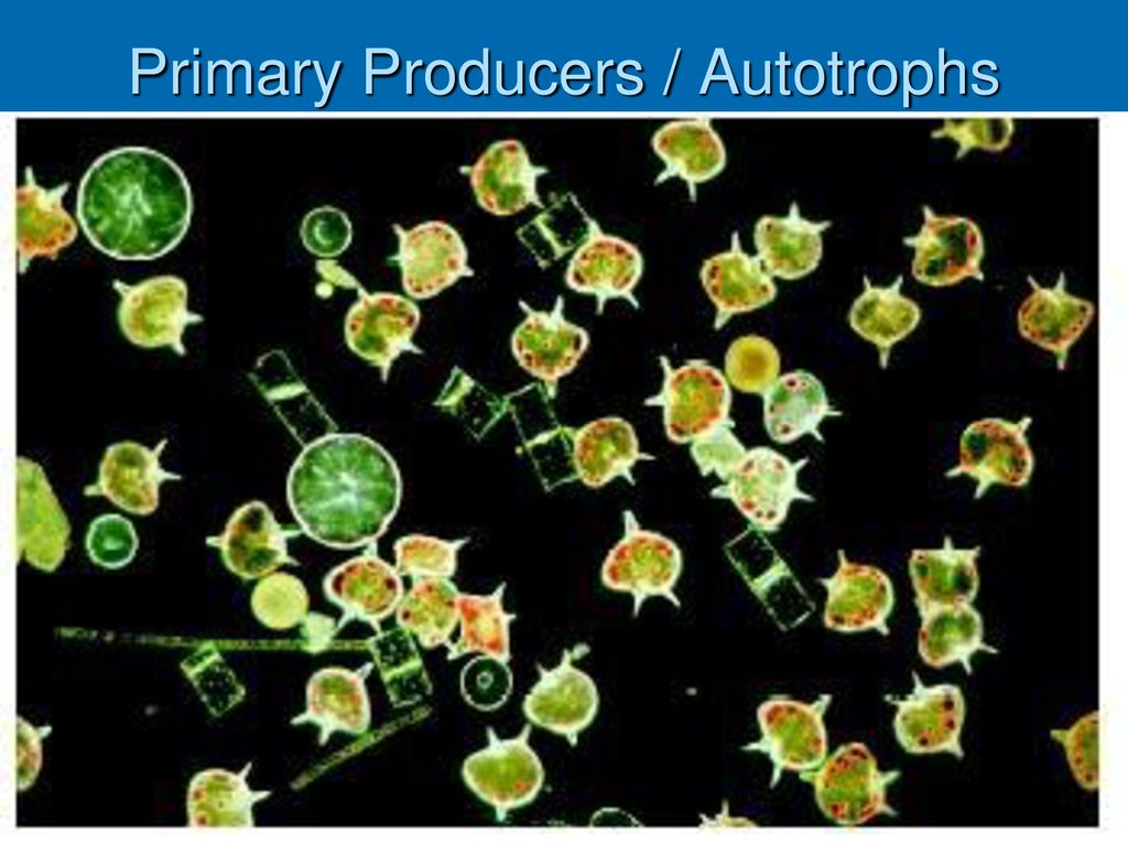 Фитопланктон уровень. Диатомовые водоросли и динофлагелляты. Цветение фитопланктона. Phalacroma rotundatum фитопланктон. Камера нажётта фитопланктон.