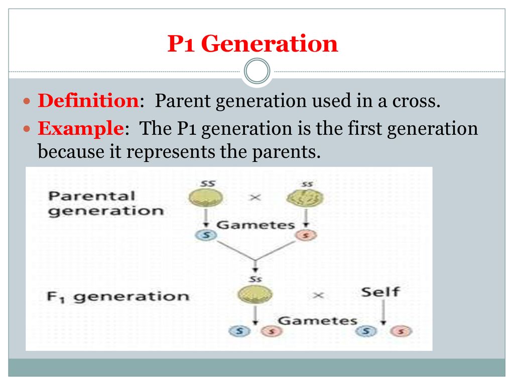 Genetics Vocabulary Words to know!. - ppt download
