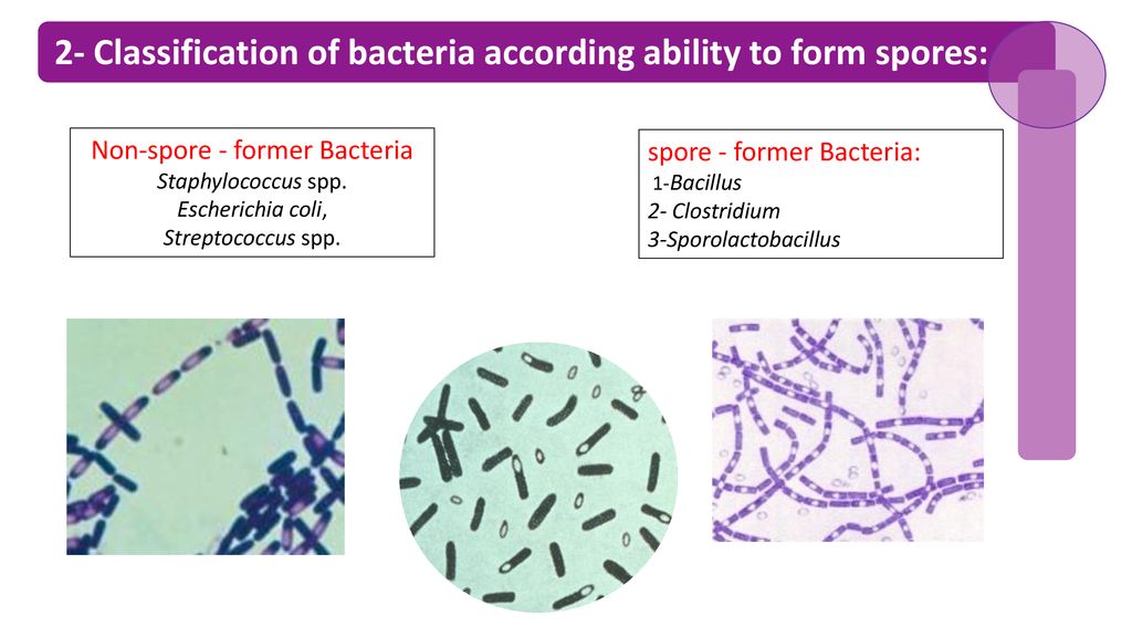 Бактерия spp. Клостридии бактерии. Вибрионы - бациллы стрептококки стафилококки-спириллы. Бактерии Bacillus SPP. Морфология b anthracis.