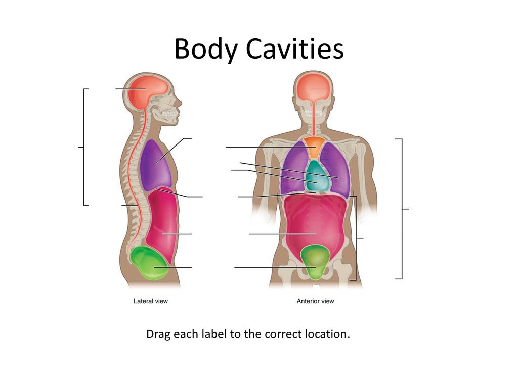 Body Organization. - ppt download