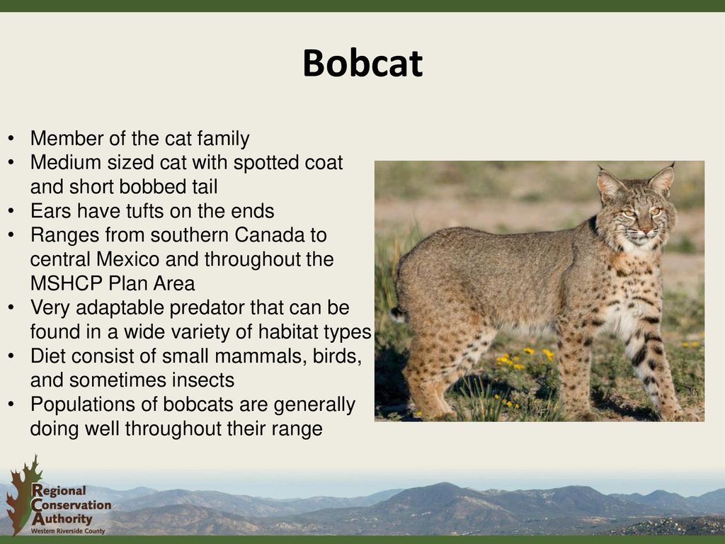 Species of the Month Bobcat Lynx rufus Jearu. - ppt download