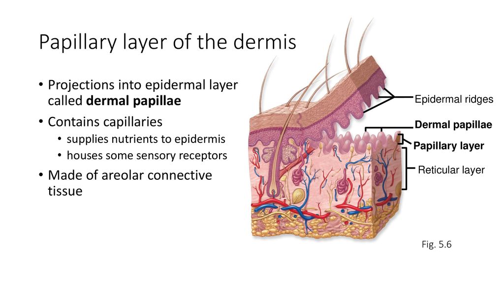 Chapter 5 integumentary system ppt download