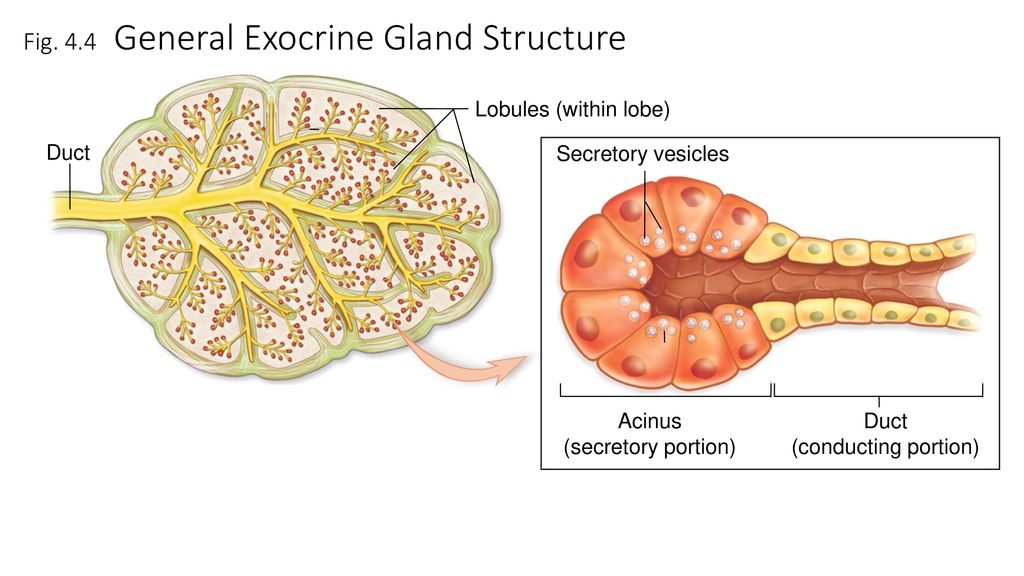 Chapter 5 Integumentary System - ppt download