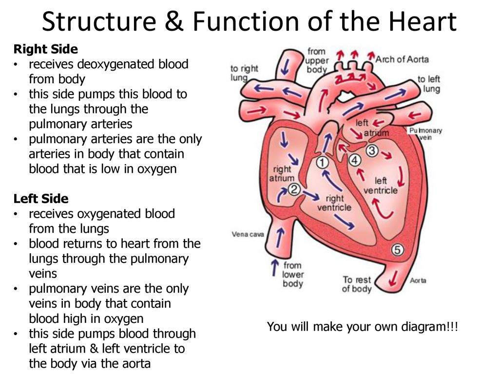 Structure and Function of the Heart